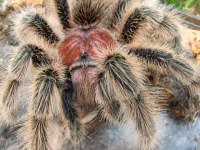 Chilei rózsaszín tarantula